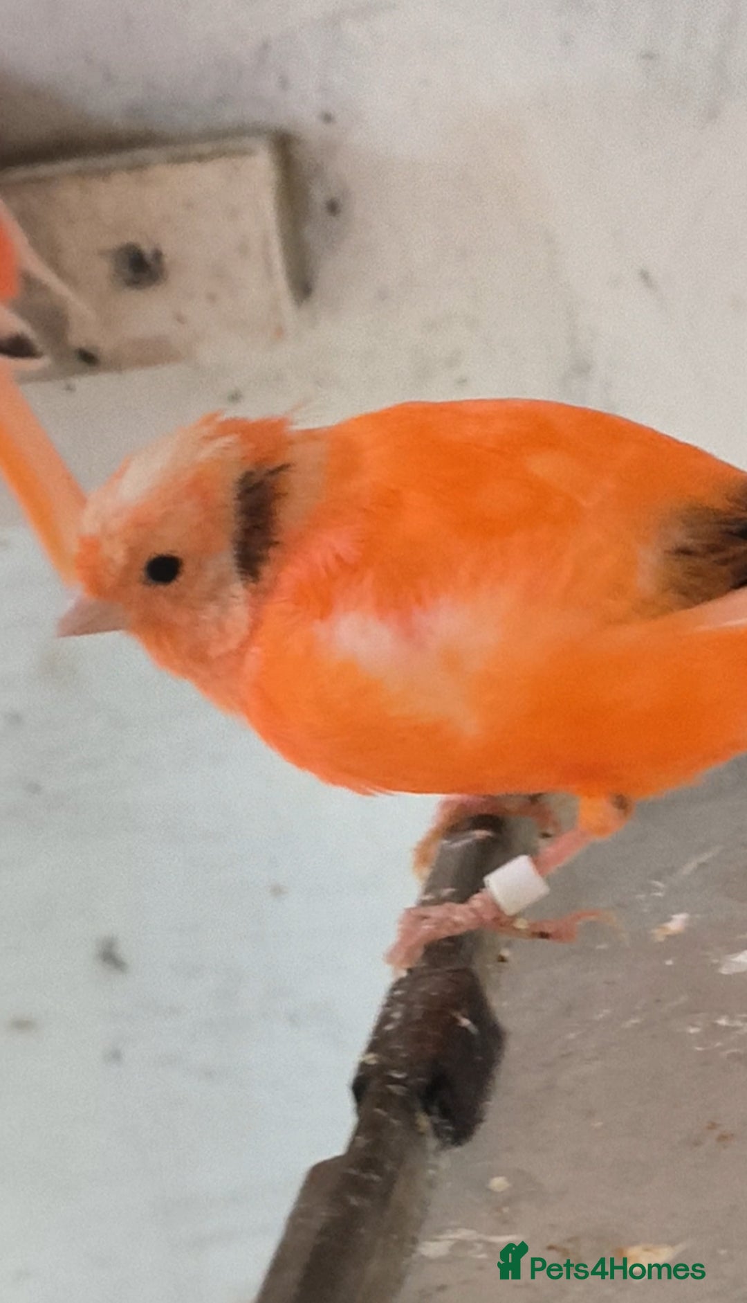 Canaries birds for sale: Young 2025 canaries  - Image 10