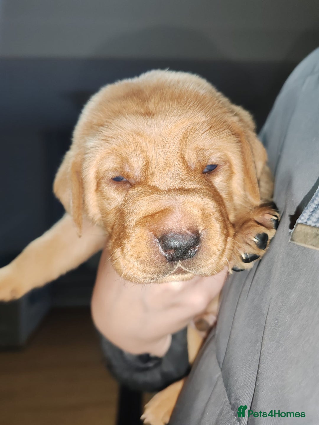 Labrador Retriever dogs for sale: LABRADOR PUPPIES GIRL AND BOY FOX RED 🐶🐕 - Advert 13