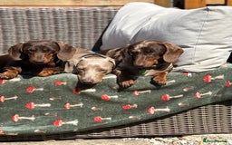 Miniature Dachshund dogs for sale: Stunning KC Reg chocolate/tan Dachshund puppies - Image 18