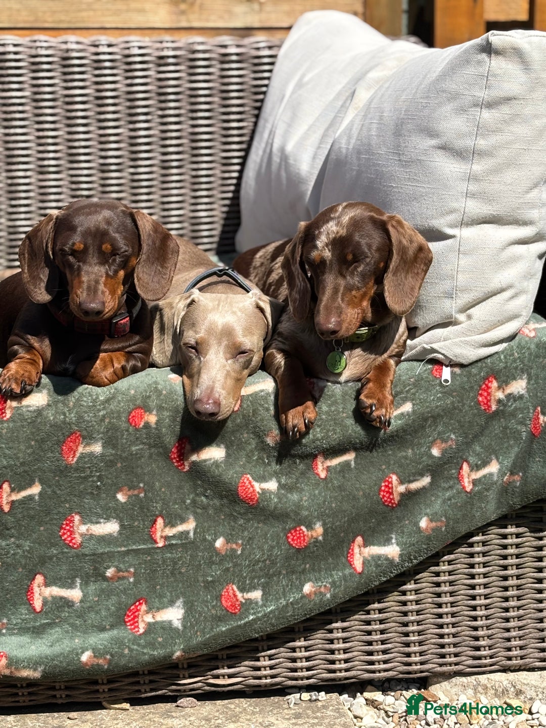 Miniature Dachshund dogs for sale: Stunning KC Reg chocolate/tan Dachshund puppies - Image 18