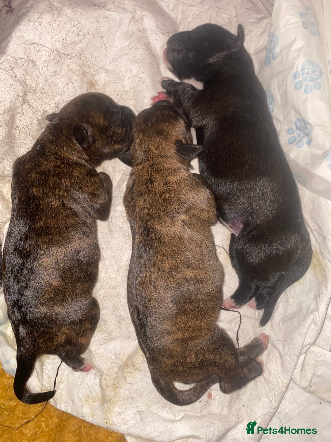 Mixed Breed dogs for sale: 🤩 mum kc boxer dad mini boxer 5 pups rare 🤩 - Advert 7
