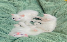 Ragdoll cats for sale: l Ragdol Kiten - Image 6