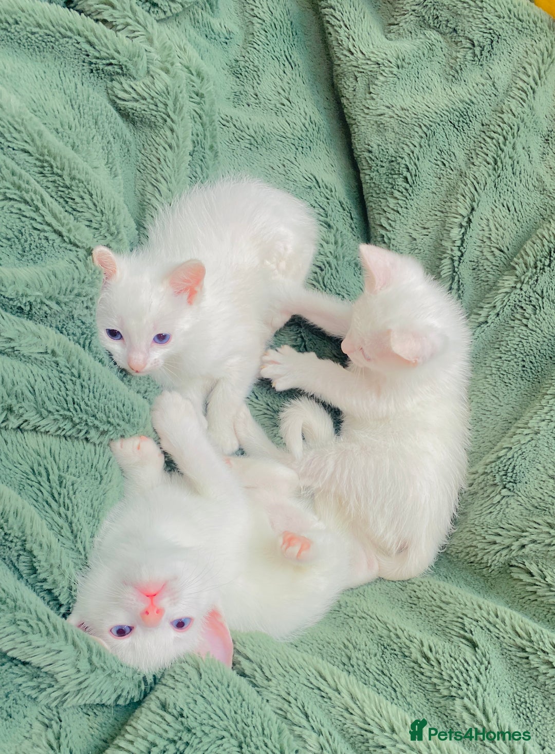 Ragdoll cats for sale: l Ragdol Kiten - Image 6