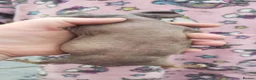 Guinea Pig rodents for sale: New Skinny Pigs Males and Females available now - Advert 7
