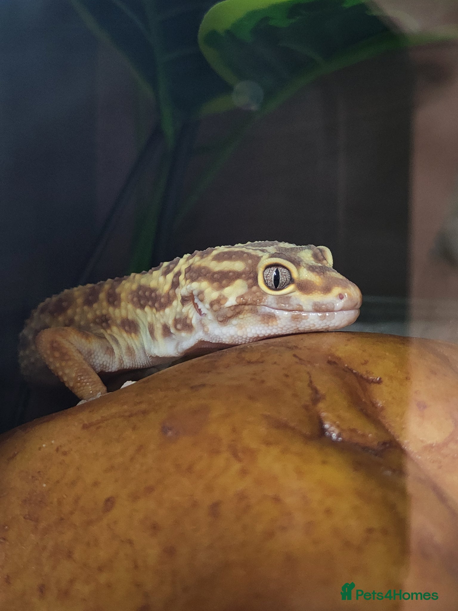 Gecko reptiles Leopard gecko and frog for sale  - Advert 1