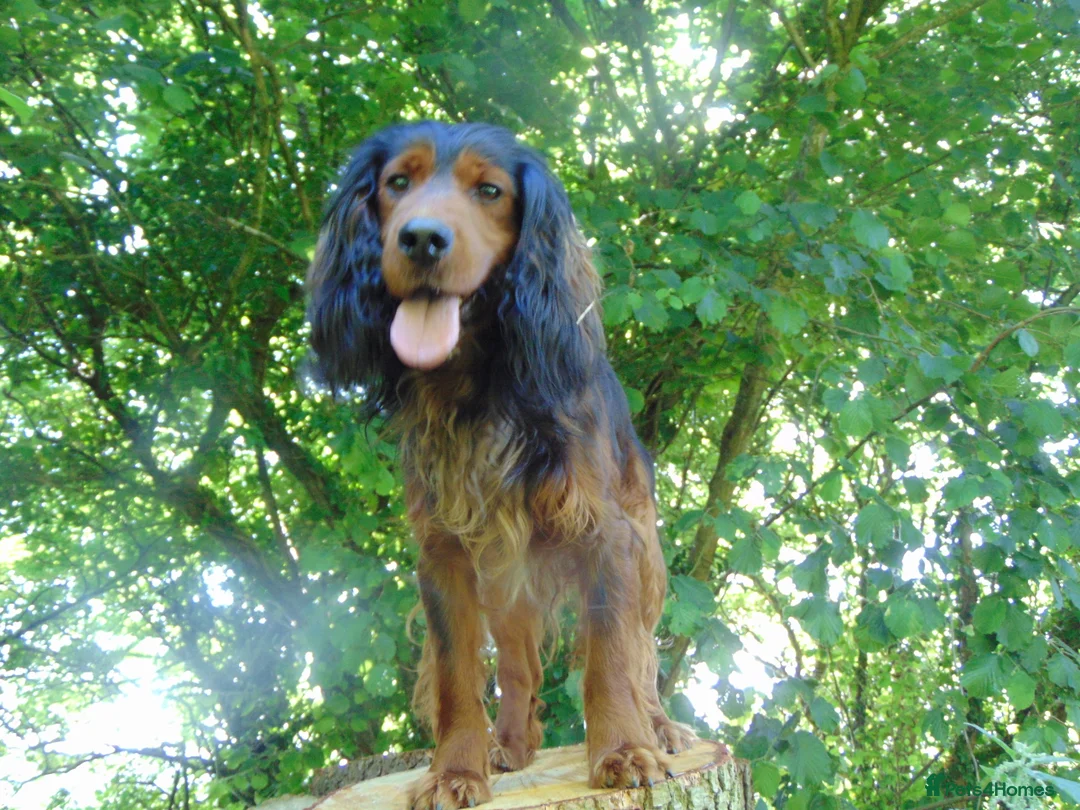 Cocker Spaniel dogs for stud: Working Cocker at Stud .Dorset in Dorchester - Advert 7