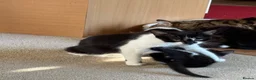 Mixed Breed cats for sale: My Four Adorable Kittens - Advert 11