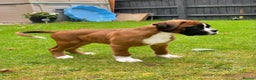 Boxer dogs for stud: PROVEN KC REGISTERED BOXER STUD - Red Flashy Male in London - Advert 15