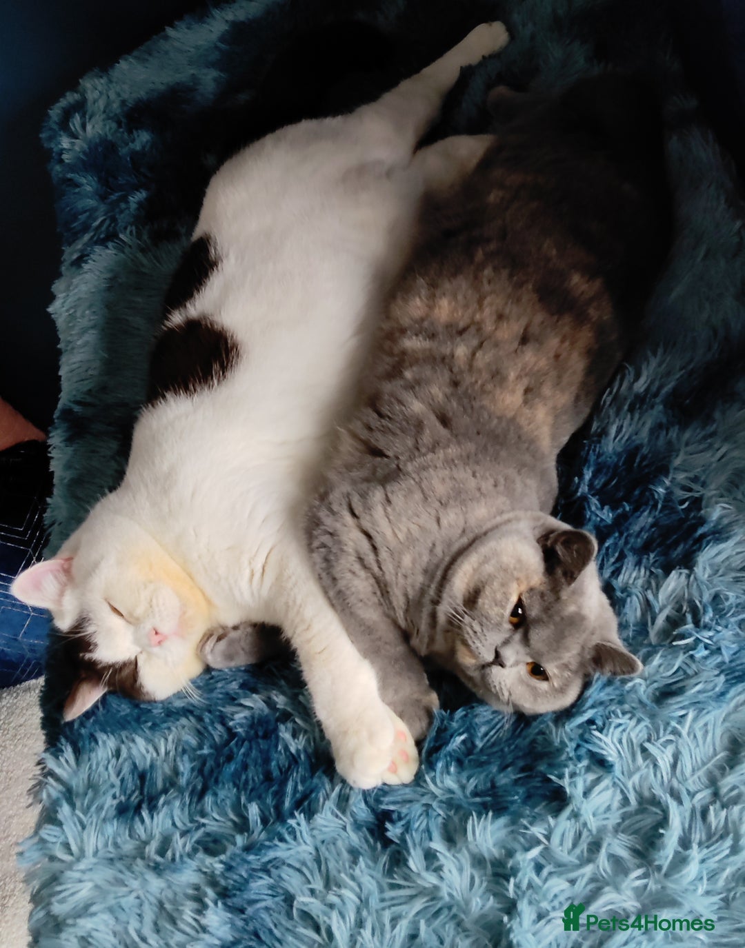 British Shorthair cats for sale: GCCF champions lines.Odd eyes boy and girl. - Advert 6