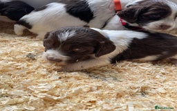 English Springer Spaniel dogs for sale: Working English springer spaniel puppies  - Image 28