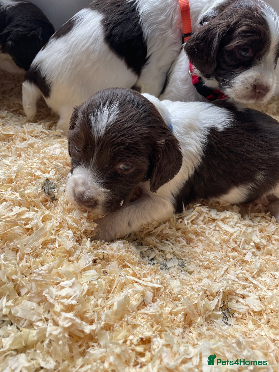 English Springer Spaniel dogs for sale: Working English springer spaniel puppies  - Image 28