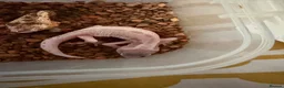 Leopard Gecko reptiles for sale: Leopard Gecko  in London - Advert 4