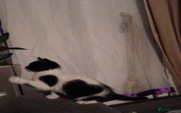 Mixed Breed cats for sale: 3 Gorgeous girls looking for home - Image 4