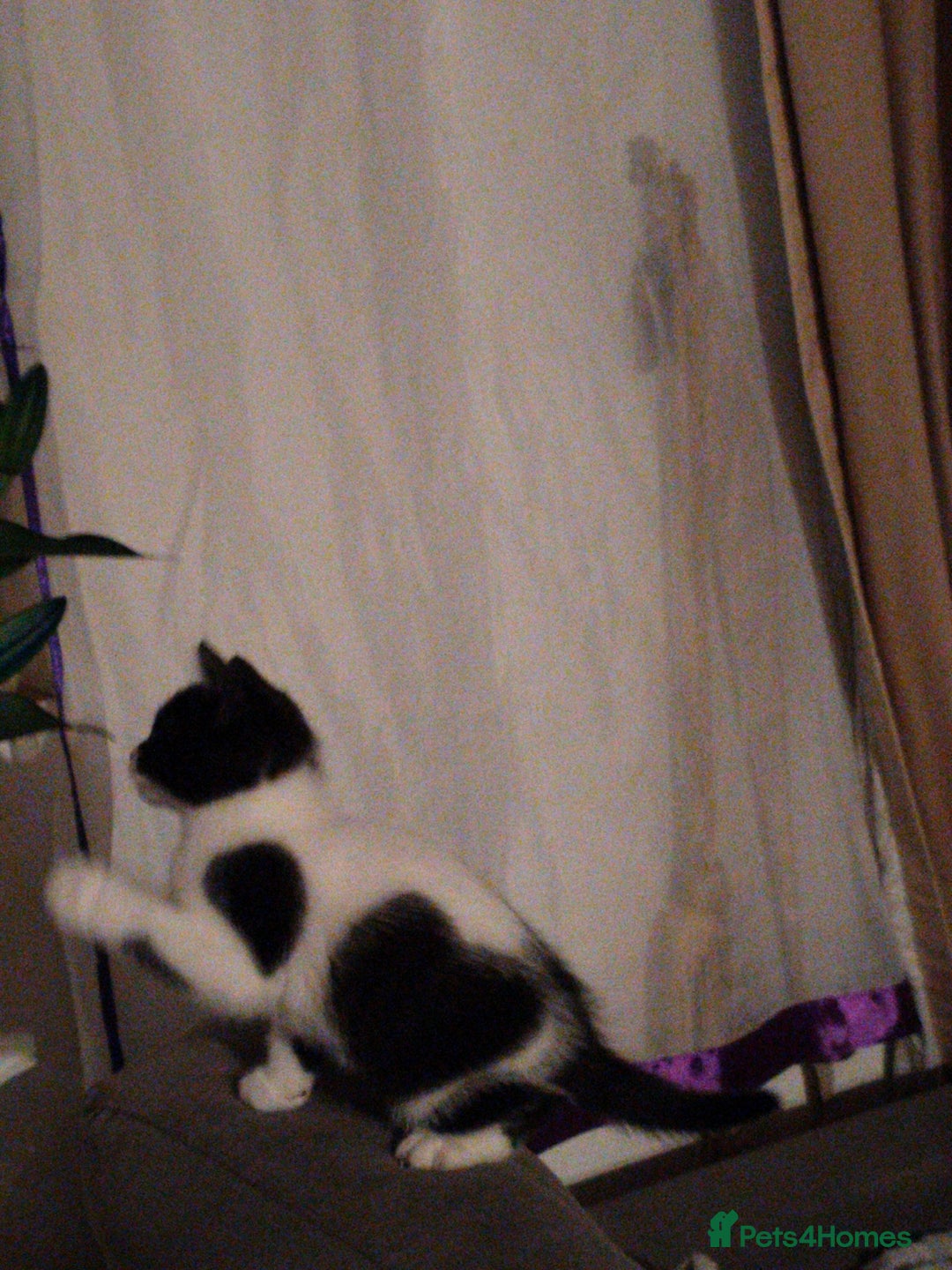 Mixed Breed cats for sale: 3 Gorgeous girls looking for home - Image 4