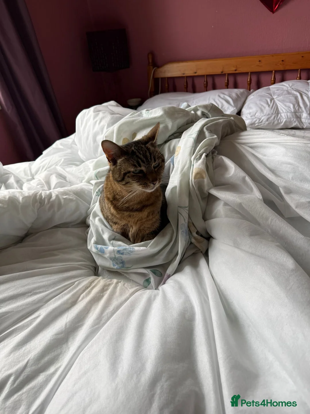 British Shorthair cats for adoption: Sheriff - URGENT in Ballindalloch - Advert 4