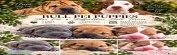 Mixed Breed dogs for sale: Stunning litter of Bull Peis  - Advert 10