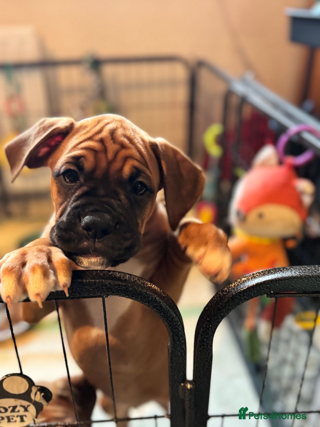 Boxer dogs for sale: 1 Female Boxer X Puppies-Ready Now - Image 39