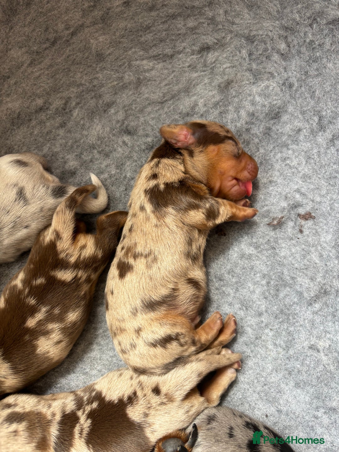 Miniature Dachshund dogs for sale: Only 4 left! Adorable Mini Dachshund Puppies 🐾🐶 - Image 29
