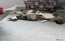 Domestic Shorthair cats for sale: Female kitten - Image 4