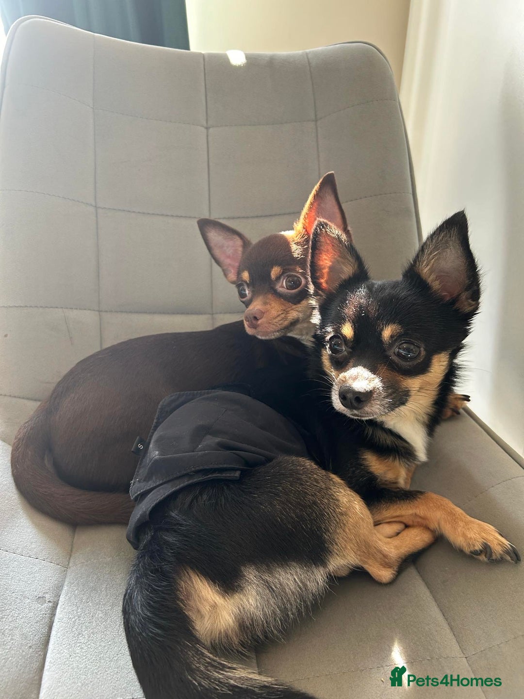 Chihuahua dogs for sale: Male and female chihuahua free rehoming. - Advert 2