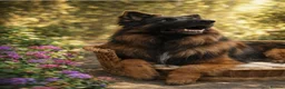 German Shepherd dogs for sale: Stunning KC reg long coat German shepherd puppies  - Advert 18