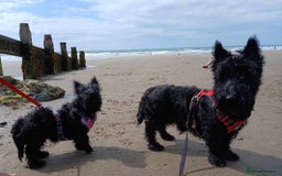 Scottish Terrier dogs for stud: Male Scottish Terrier for Stud - Image 9