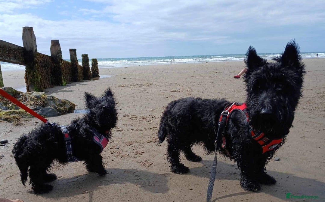 Scottish Terrier dogs for stud: Male Scottish Terrier for Stud - Image 9