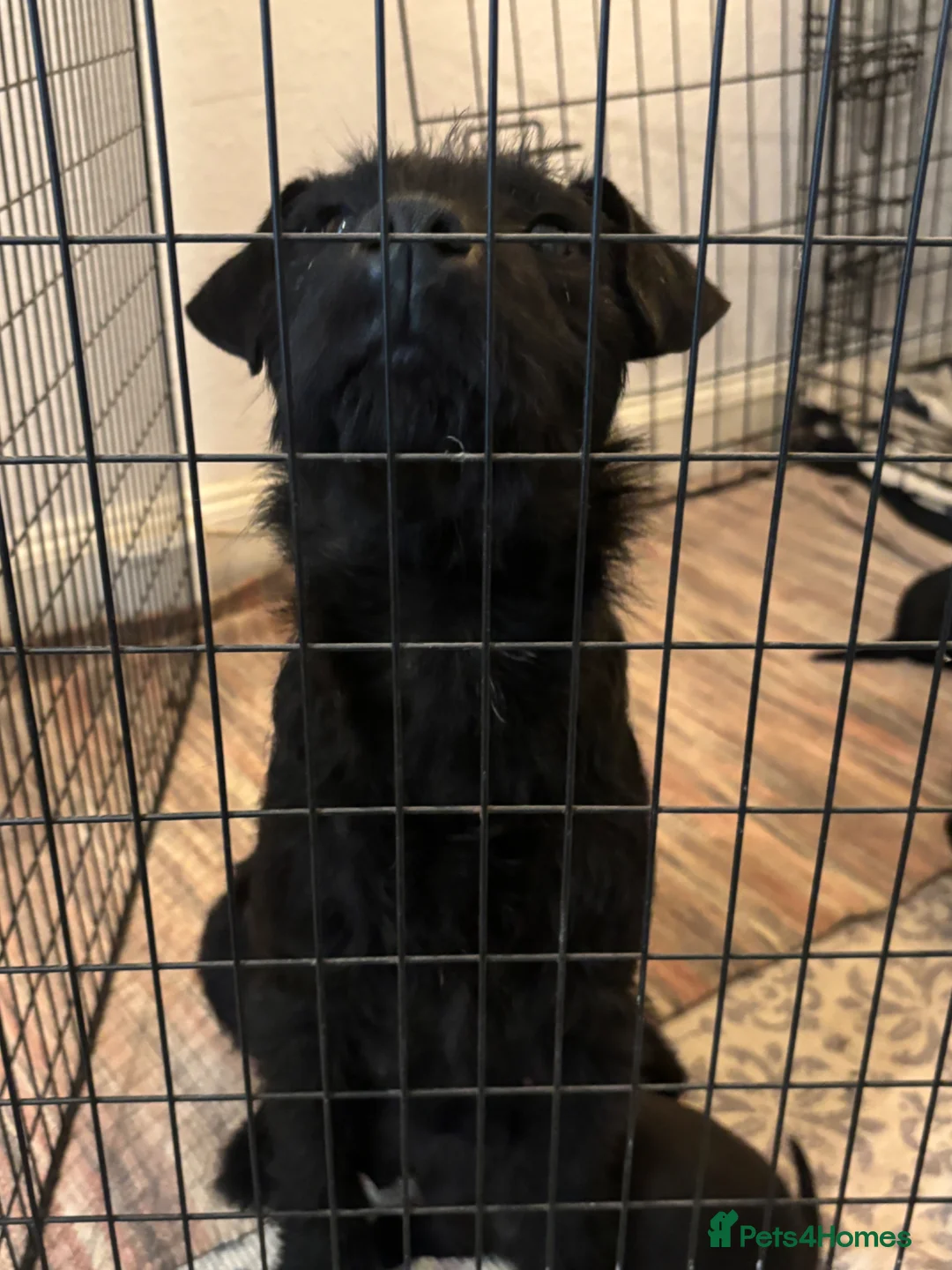 Mixed Breed dogs for sale: Wired Patter-dale terrier/ Cocker Spaniel pups - Advert 2