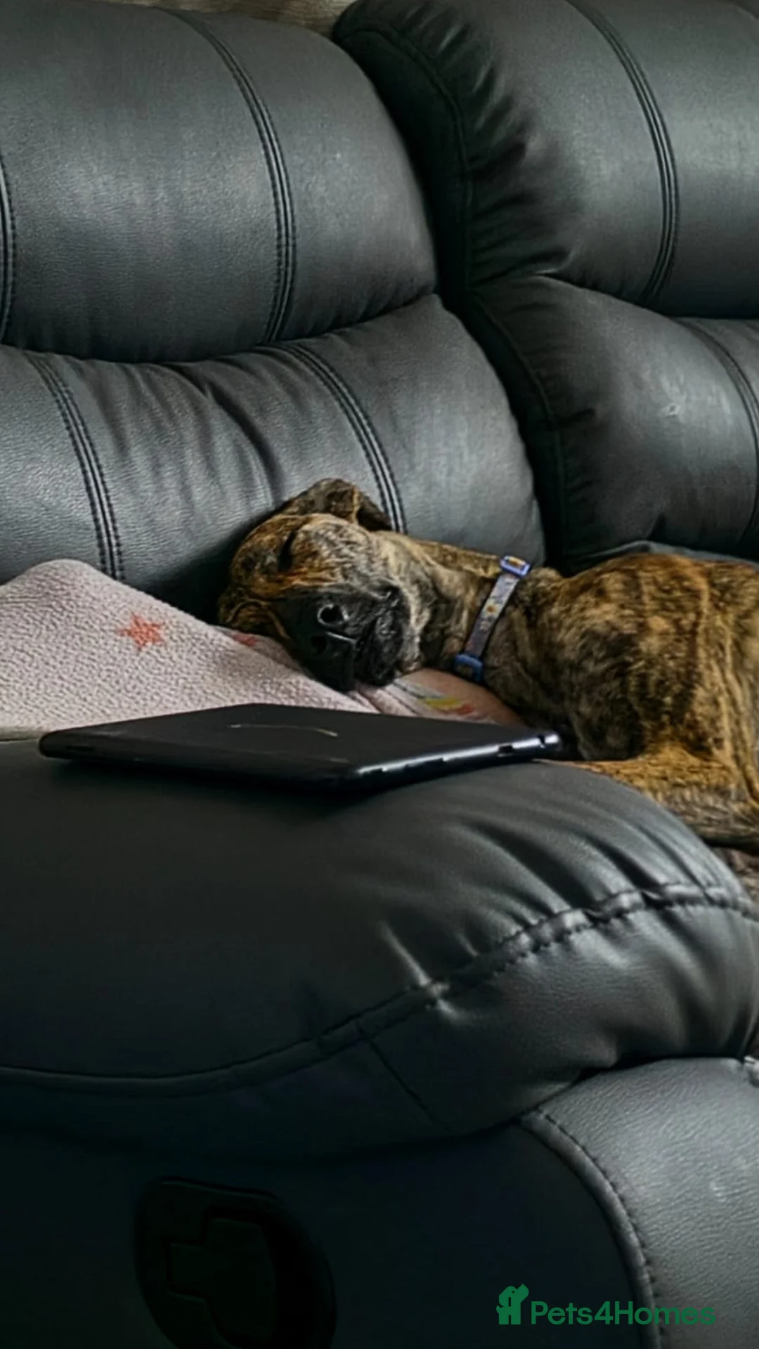 Mixed Breed dogs for sale: Lurcher  - Advert 3