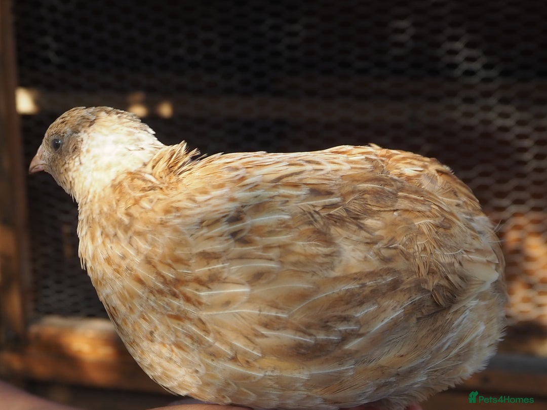Quail poultry for sale: Jumbo Quail. Big Birds, Great Layers, Colours !!! - Image 4