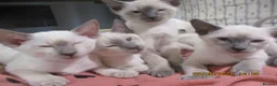 Siamese cats for sale: siamese kittens - Advert 5