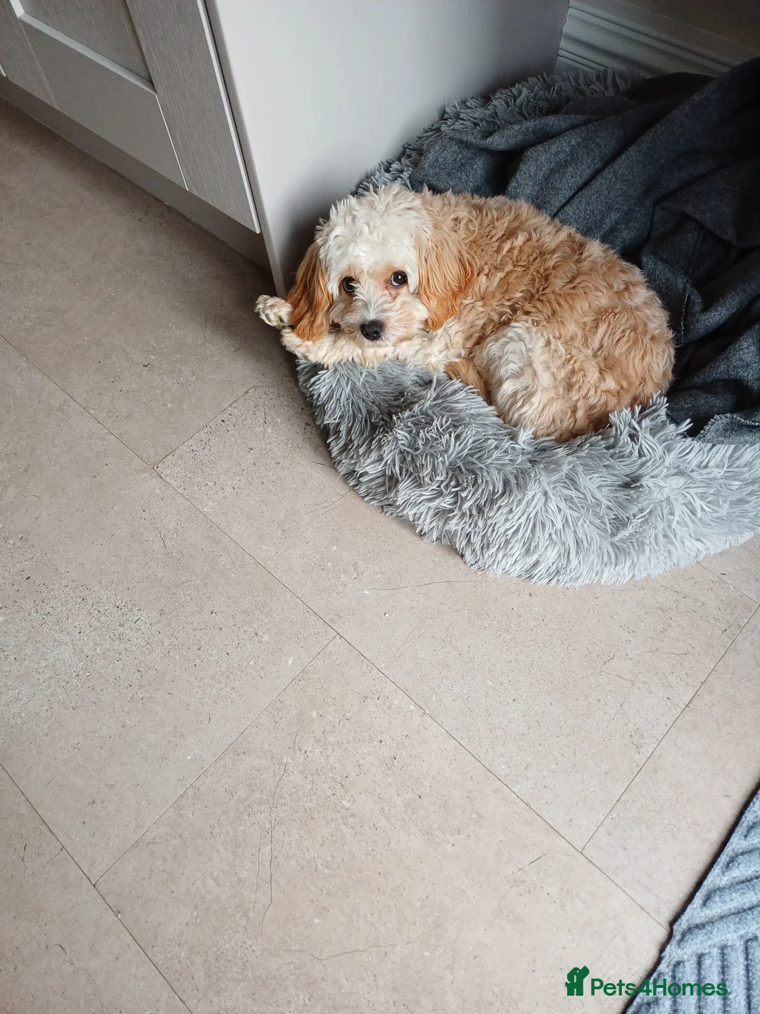 Cavapoo dogs for sale: Dexter - Advert 1