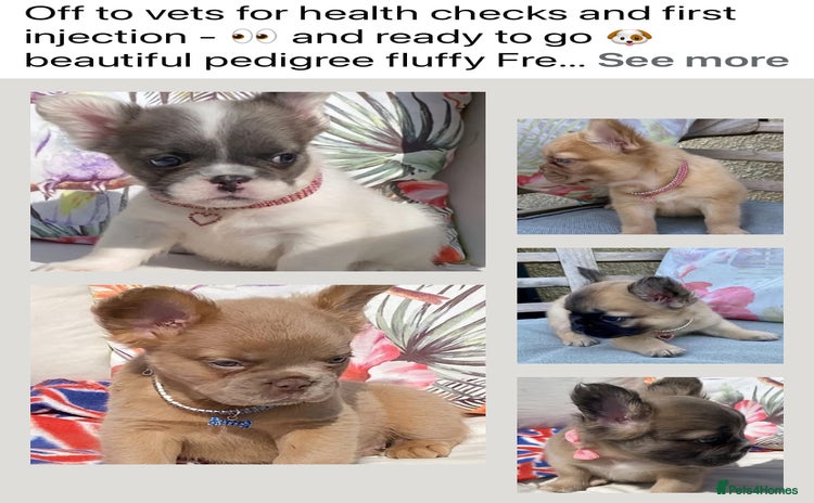 French Bulldog dogs - Advert 2