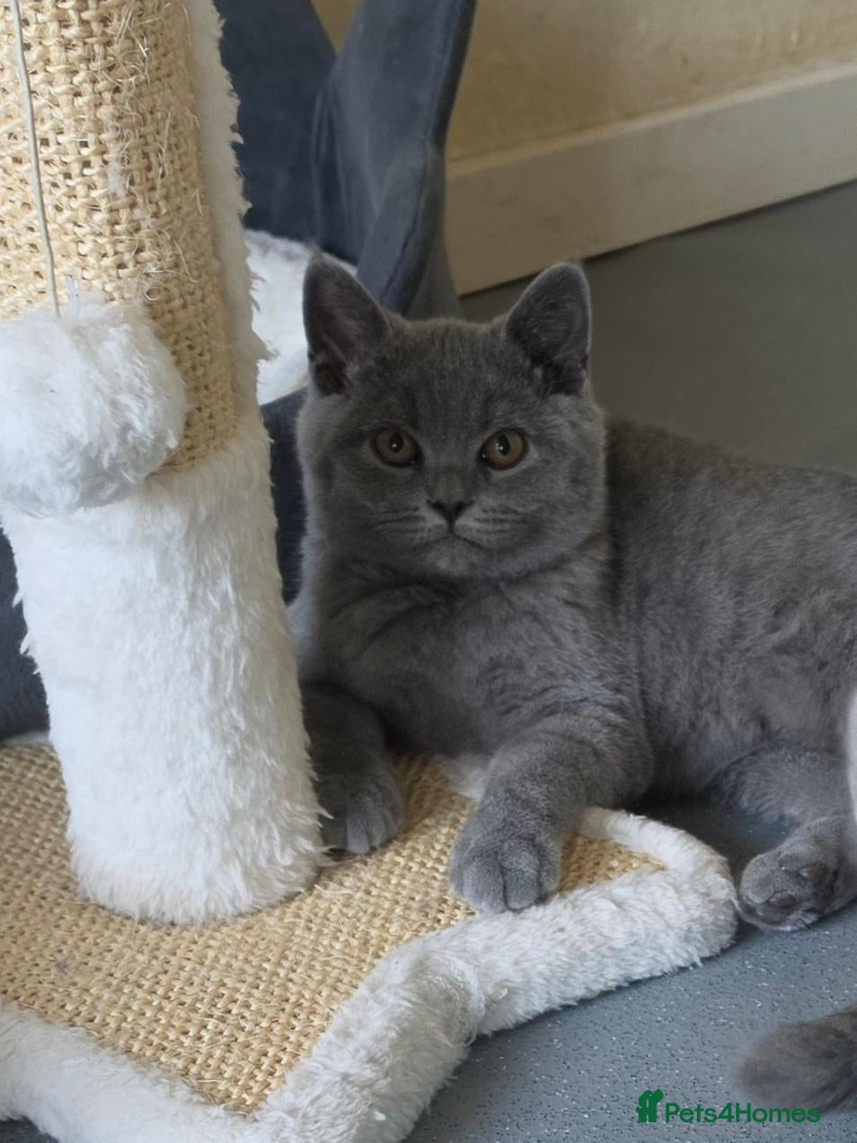 British Shorthair cats Only 1 boy💙and  1 girl🤎 left - Advert 3