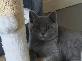 British Shorthair cats Only 1 boy💙and 1 girl🤎 left - Advert 3