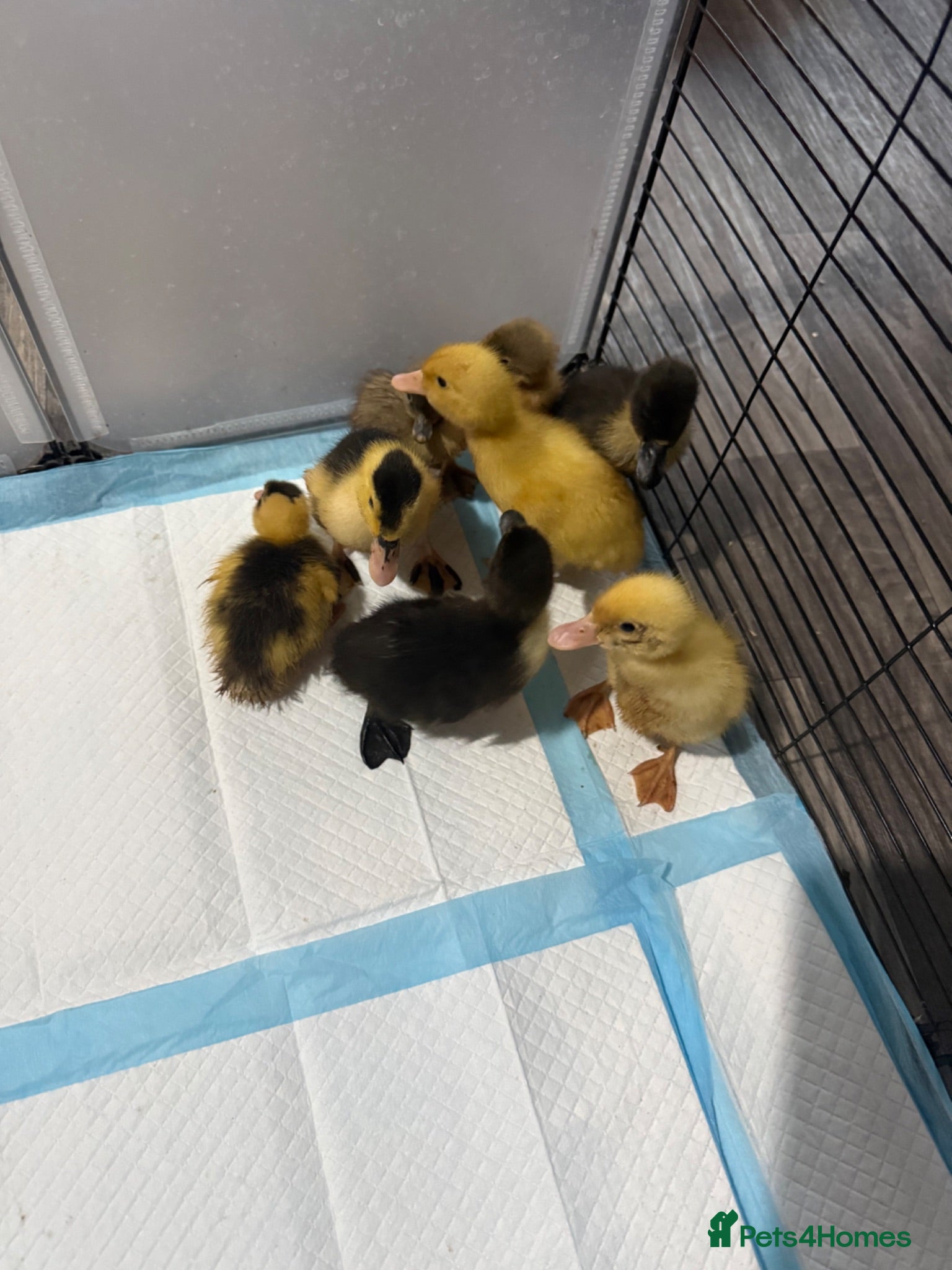 Ducks poultry Ducklings  - Advert 2