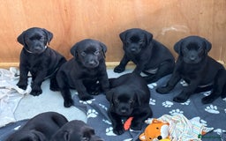 Labrador Retriever dogs for sale: Beautiful Pedigree Black Lab Puppies - Image 1