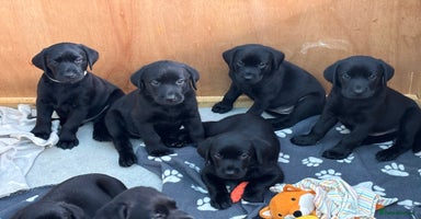 Labrador Retriever dogs - Advert 15