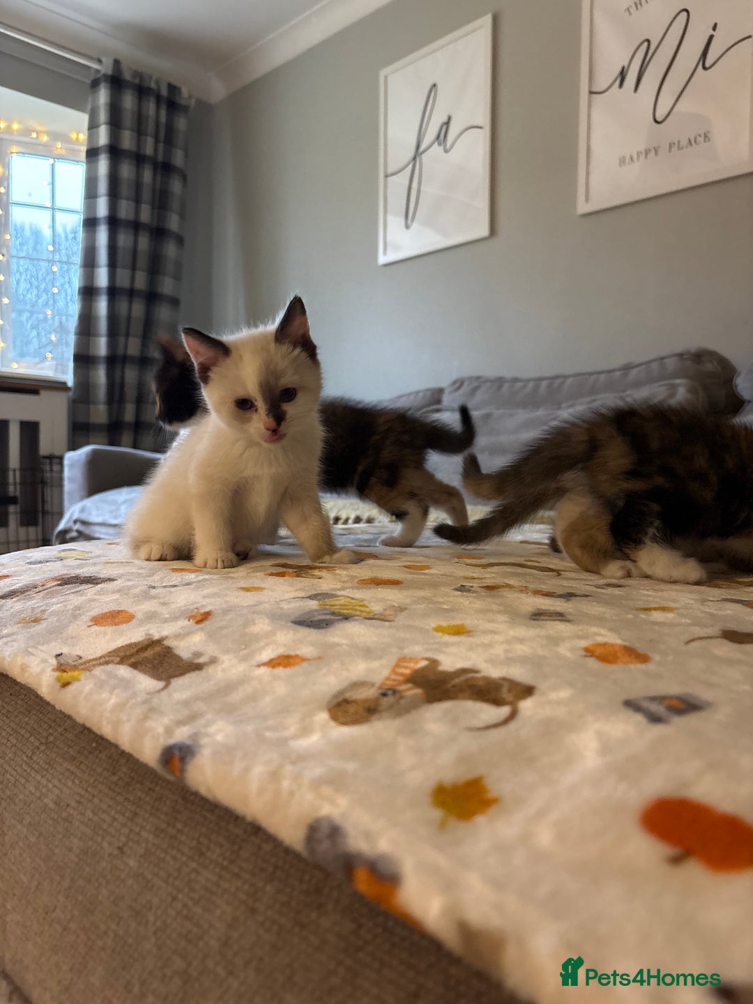 RagaMuffin cats for sale: Beautiful Ragamuffin Kittens Ready December 24th   - Advert 33