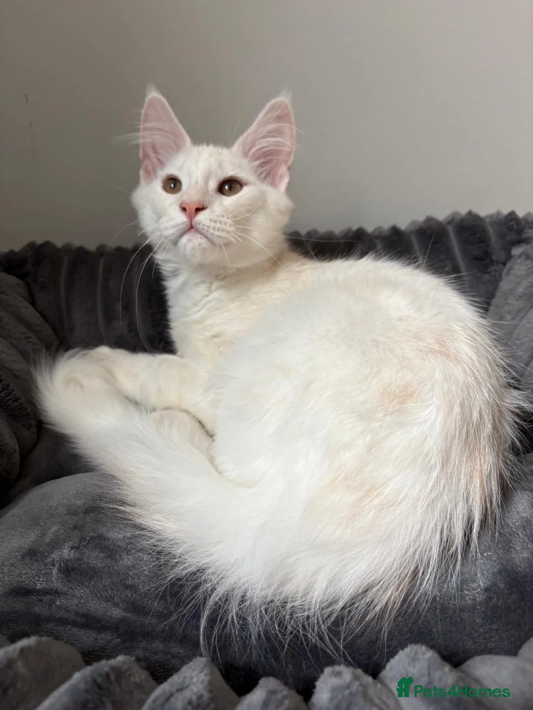 Maine Coon cats for sale: XL Maine Coon Kittens for Sale – TICA Reg - Advert 13