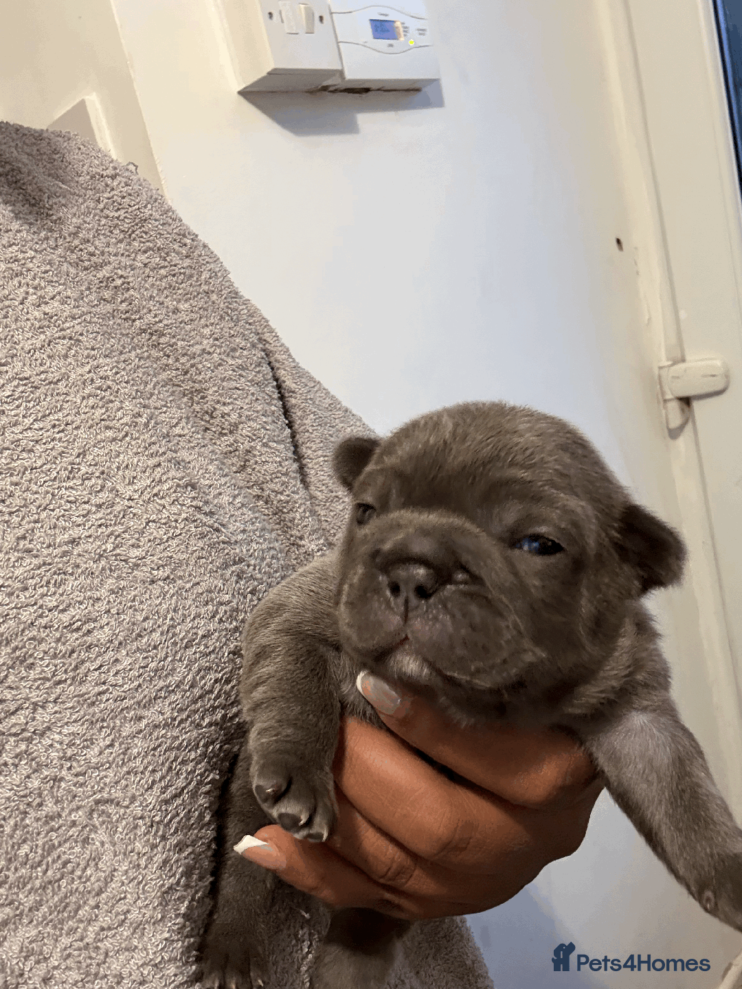 French Bulldog dogs for sale: Adorable KC registered French Bulldog puppies - Image 5