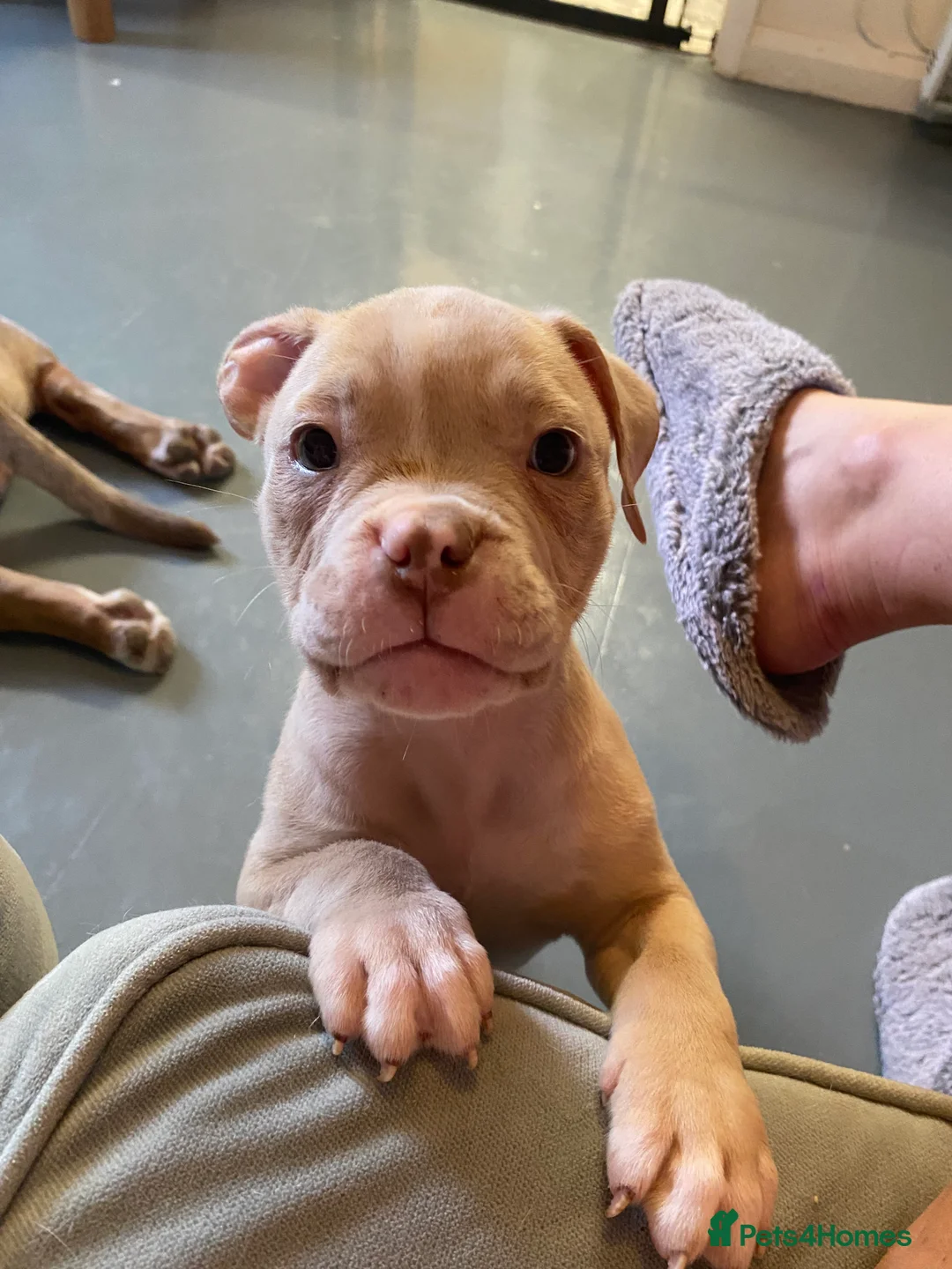 American Bully dogs for sale: Pocket bully puppies - Advert 2