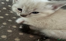 Ragdoll cats for sale: 4 ragdoll cross kittens  - Image 1
