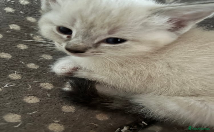 Ragdoll cats - Advert 7