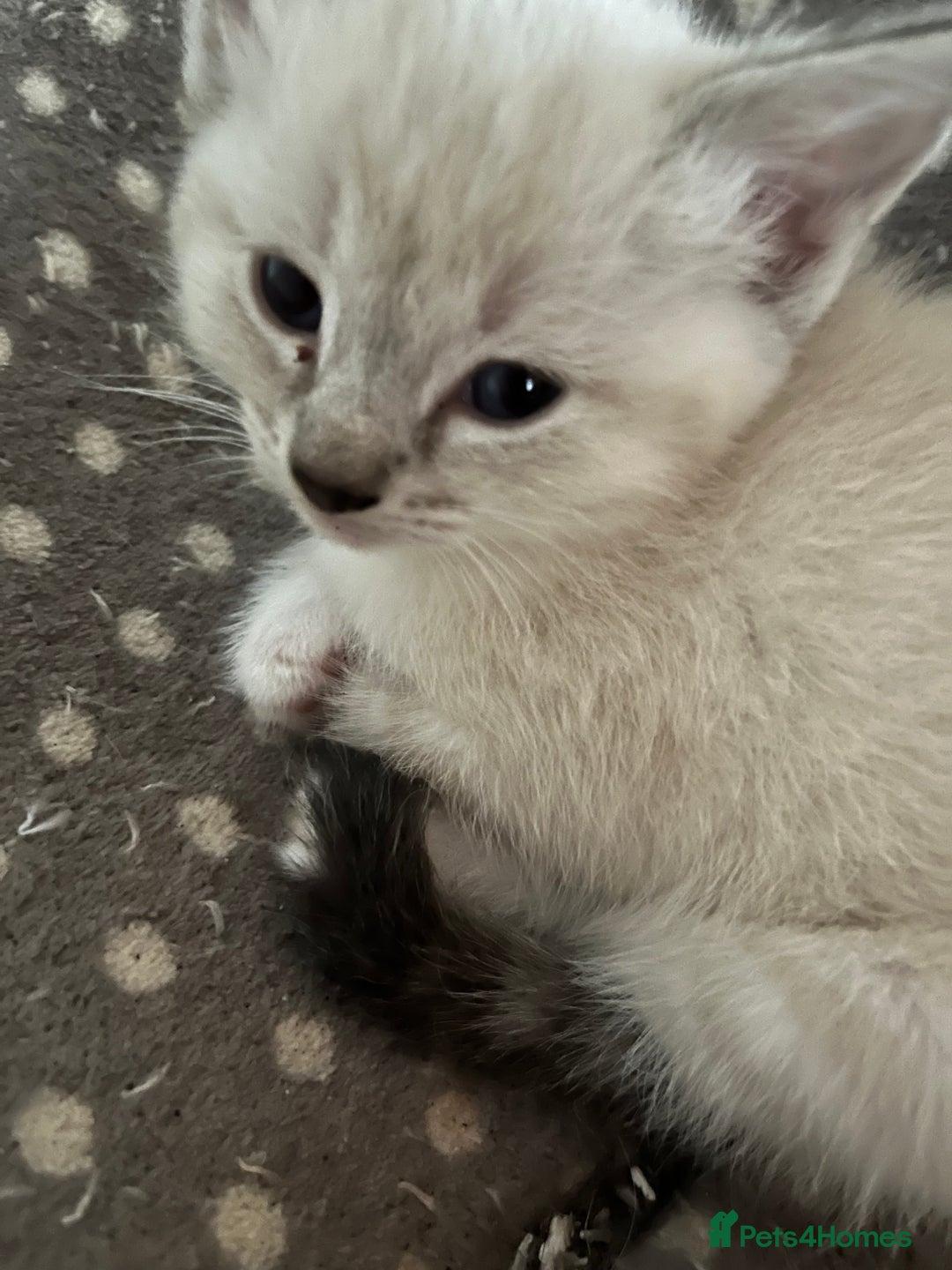 Ragdoll cats for sale: 4 ragdoll cross kittens  - Image 1