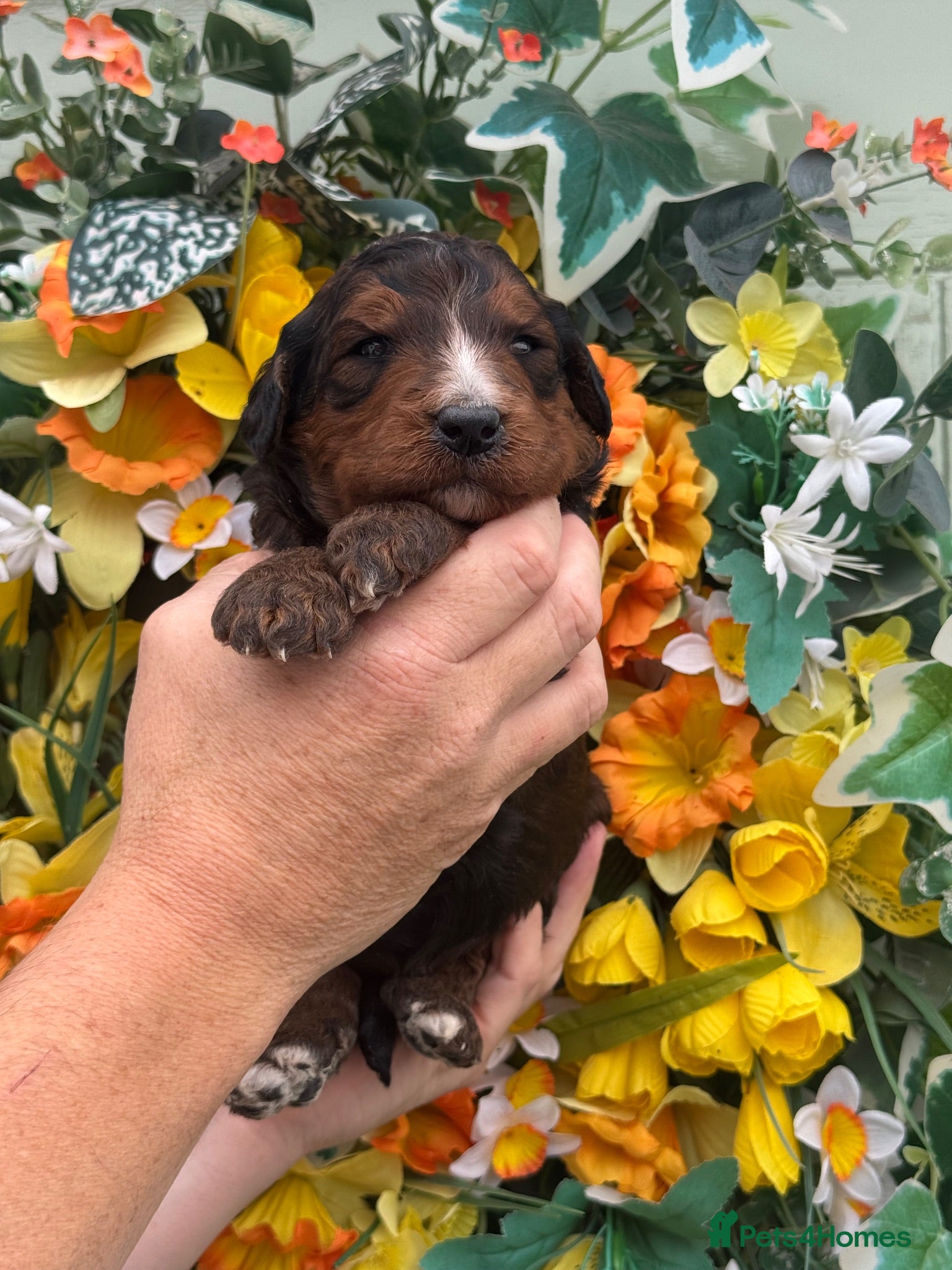 Bernedoodle dogs 4 gorgeous medium size bernedoodle puppies  - Advert 7