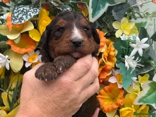 Bernedoodle dogs 4 gorgeous medium size bernedoodle puppies - Advert 7