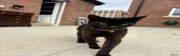 Bombay cats for sale: 1 year old cat  - Advert 7