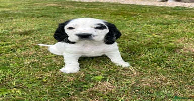 Cocker Spaniel dogs - Advert 12
