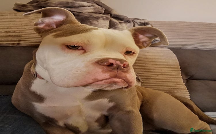 Old Tyme Bulldog dogs - Advert 1